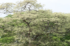 Chloroxylon swietenia